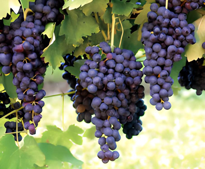 Growing fruits (climbers) Opiq